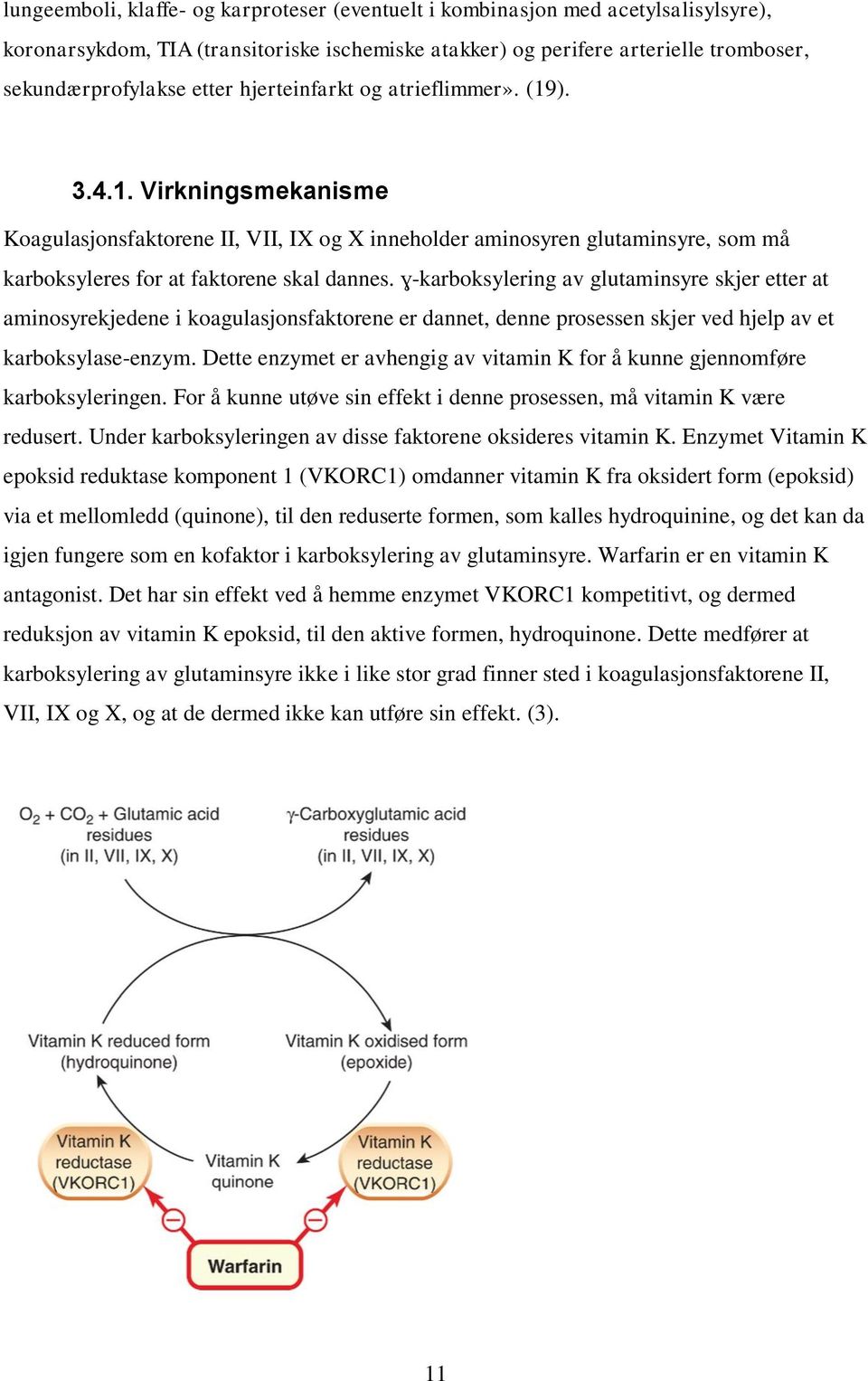 ɣ-karboksylering av glutaminsyre skjer etter at aminosyrekjedene i koagulasjonsfaktorene er dannet, denne prosessen skjer ved hjelp av et karboksylase-enzym.