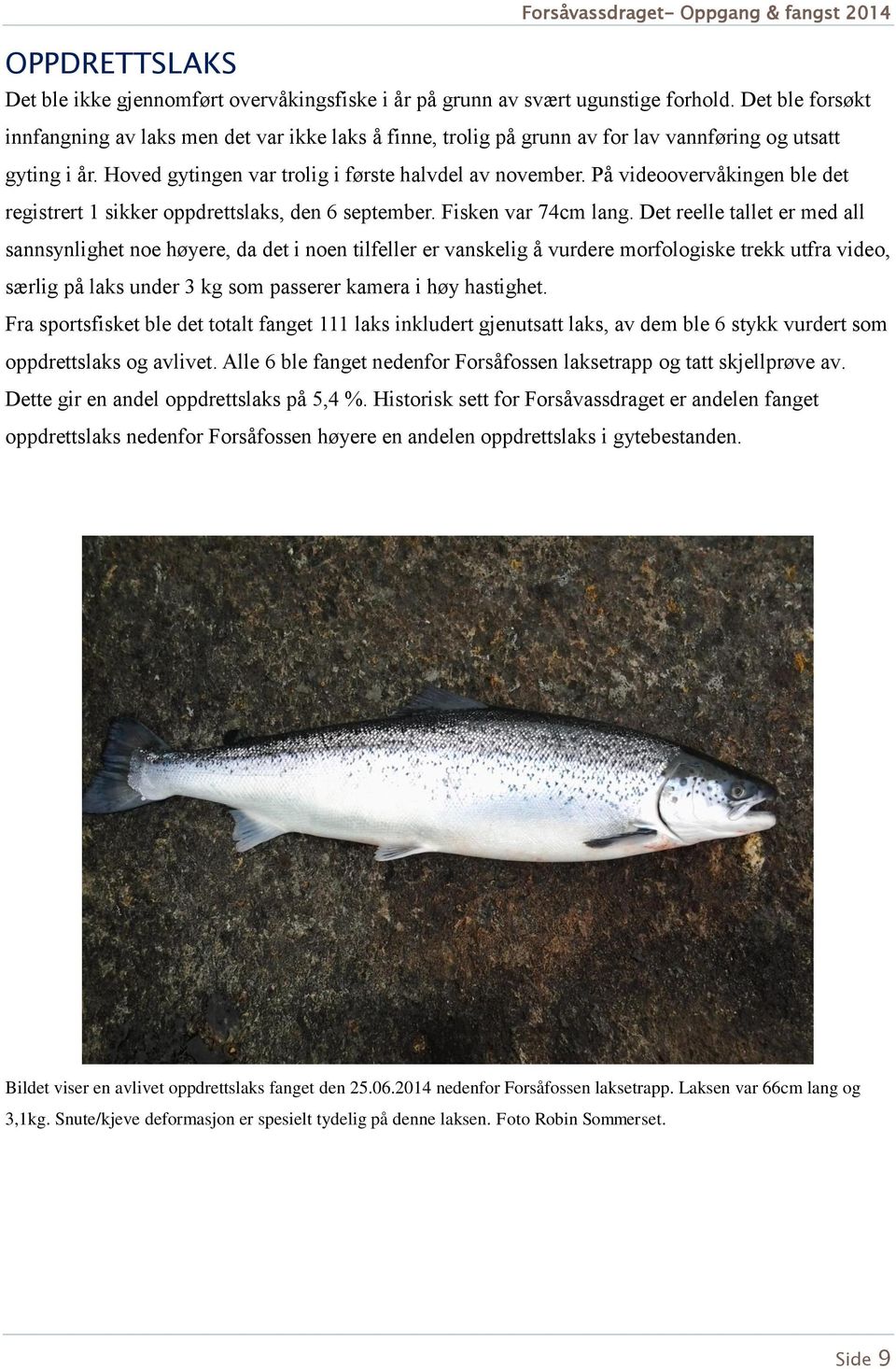 På videoovervåkingen ble det registrert 1 sikker oppdrettslaks, den 6 september. Fisken var 74cm lang.