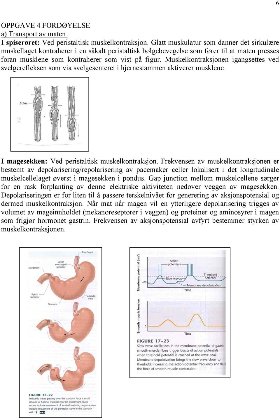 Muskelkontraksjonen igangsettes ved svelgerefleksen som via svelgesenteret i hjernestammen aktiverer musklene. I magesekken: Ved peristaltisk muskelkontraksjon.