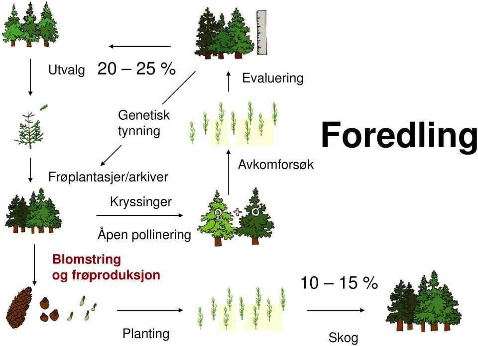 Avkomforsøk Kryssinger Åpen pollinering