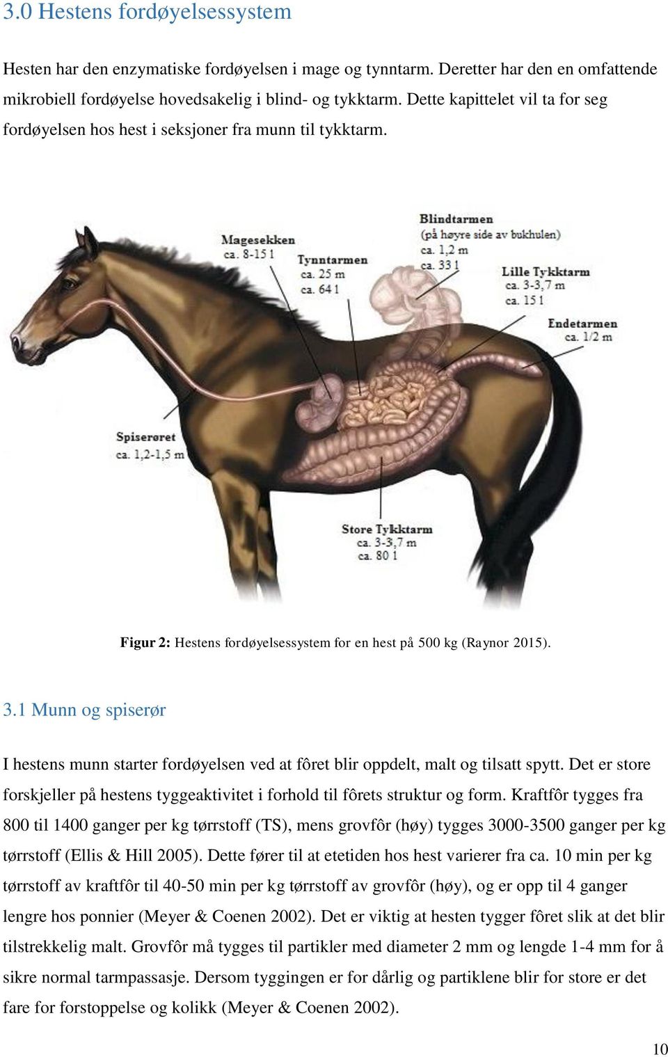 1 Munn og spiserør I hestens munn starter fordøyelsen ved at fôret blir oppdelt, malt og tilsatt spytt. Det er store forskjeller på hestens tyggeaktivitet i forhold til fôrets struktur og form.