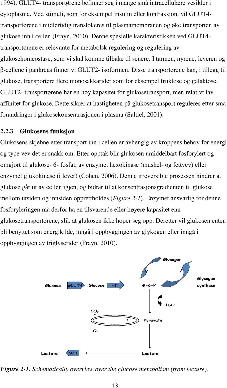 Denne spesielle karakteristikken ved GLUT4- transportørene er relevante for metabolsk regulering og regulering av glukosehomeostase, som vi skal komme tilbake til senere.