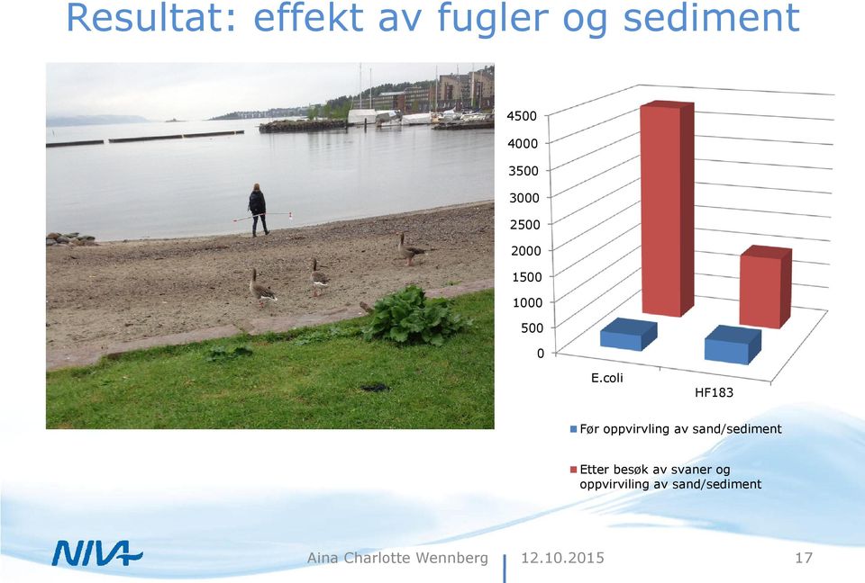 coli HF183 Før oppvirvling av sand/sediment