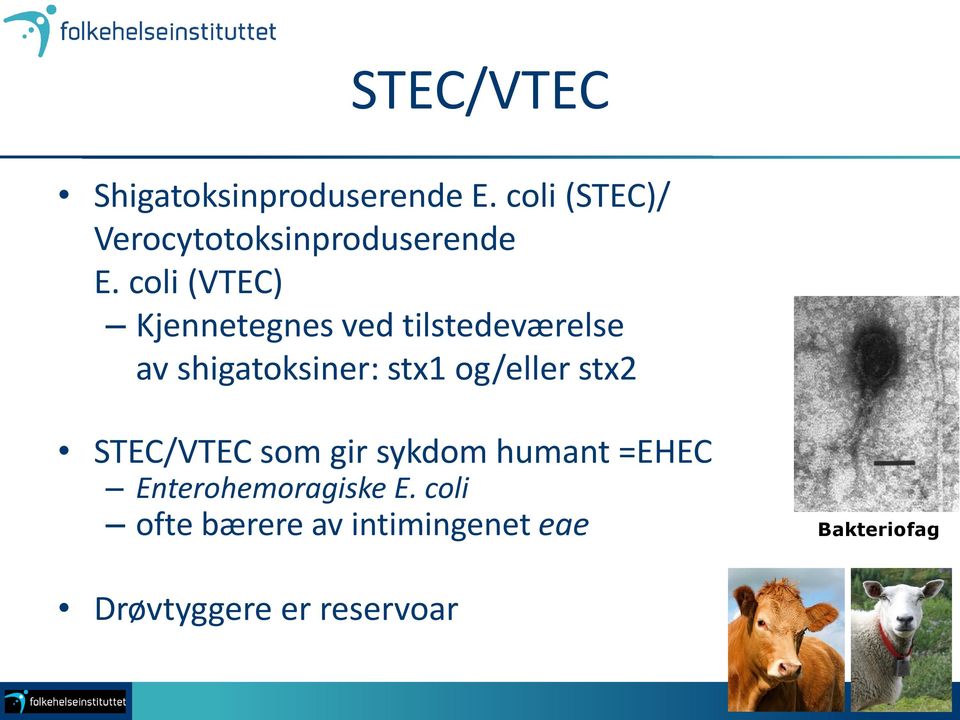 coli (VTEC) Kjennetegnes ved tilstedeværelse av shigatoksiner: stx1