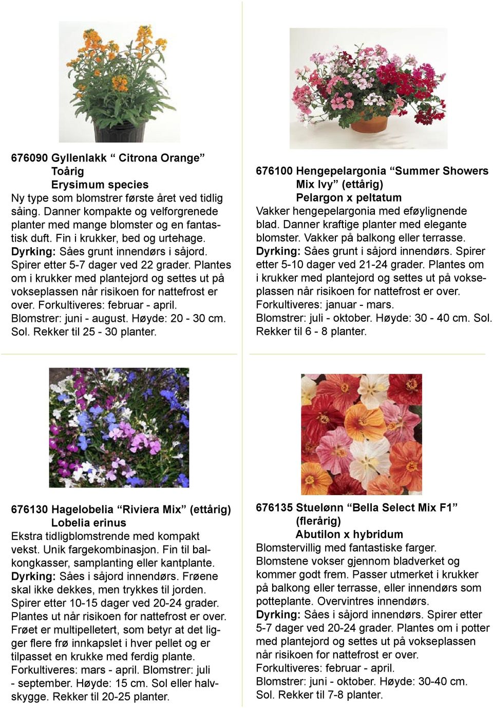 Plantes om i krukker med plantejord og settes ut på vokseplassen når risikoen for nattefrost er over. Forkultiveres: februar - april. Blomstrer: juni - august. Høyde: 20-30 cm. Sol.