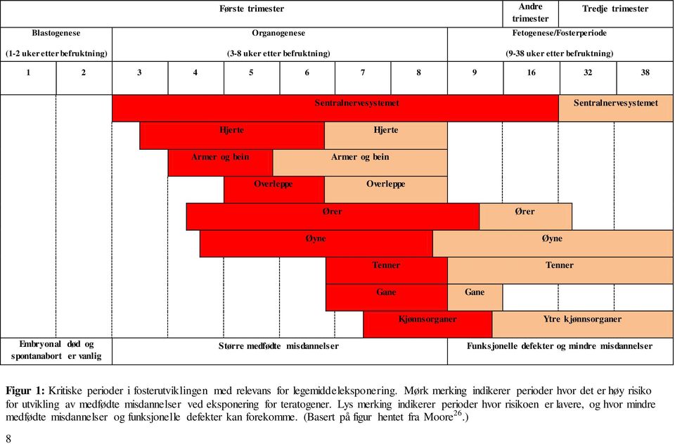 Embryonal død og spontanabort er vanlig Større medfødte misdannelser Funksjonelle defekter og mindre misdannelser Figur 1: Kritiske perioder i fosterutviklingen med relevans for legemiddeleksponering.