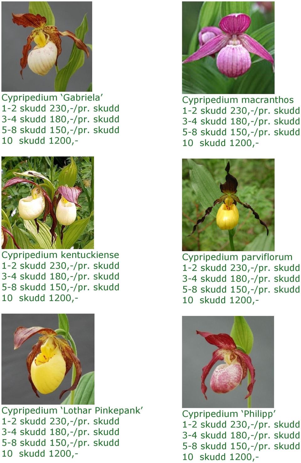 Cypripedium parviflorum Cypripedium