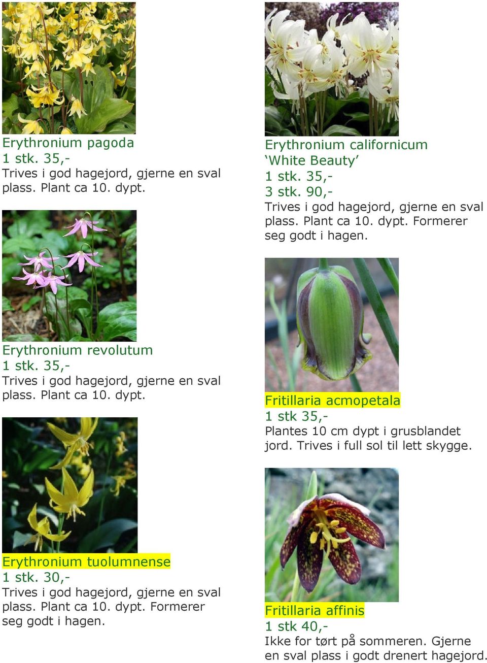 Trives i full sol til lett skygge. Erythronium tuolumnense 1 stk. 30,- plass. Plant ca 10. dypt. Formerer seg godt i hagen.