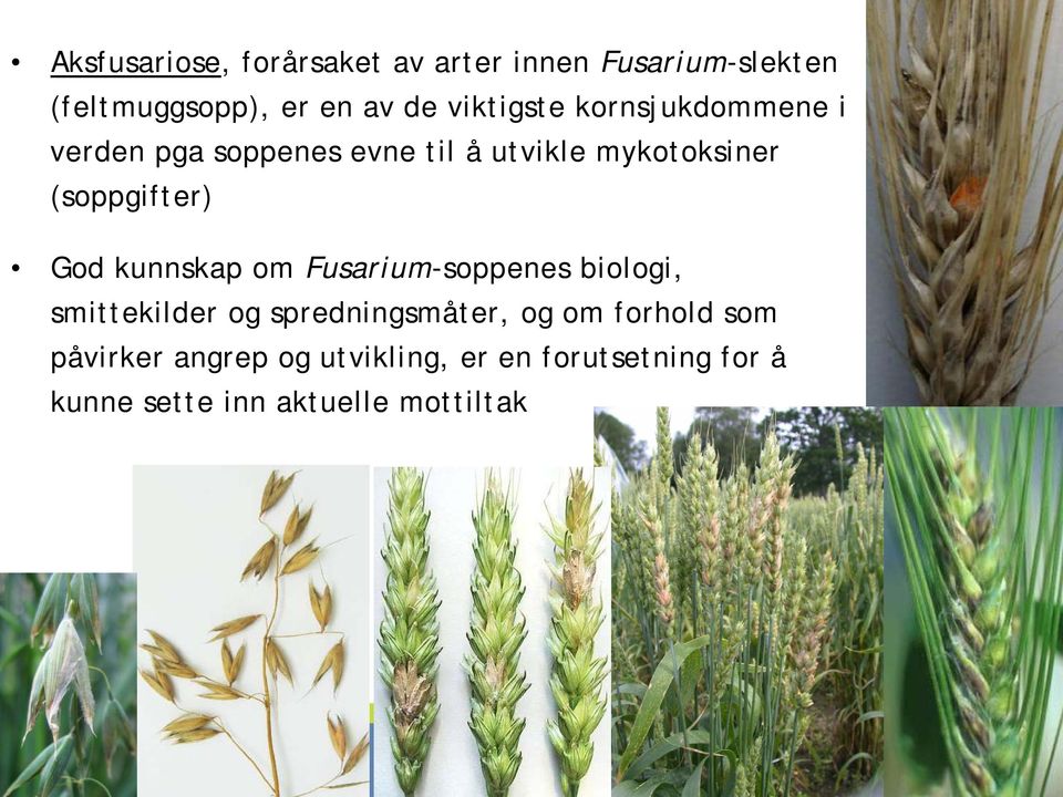 (soppgifter) God kunnskap om Fusarium-soppenes biologi, smittekilder og spredningsmåter,