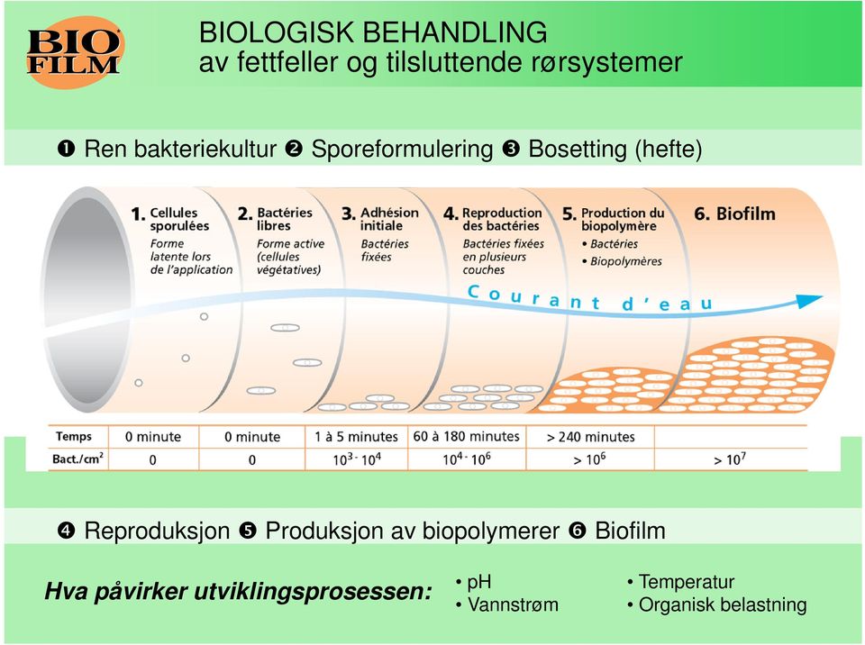 (hefte) Reproduksjon Produksjon av biopolymerer Biofilm Hva