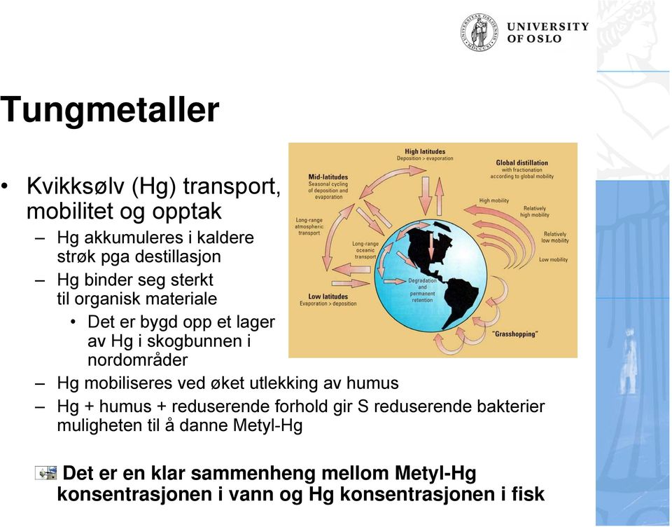 mobiliseres ved øket utlekking av humus Hg + humus + reduserende forhold gir S reduserende bakterier