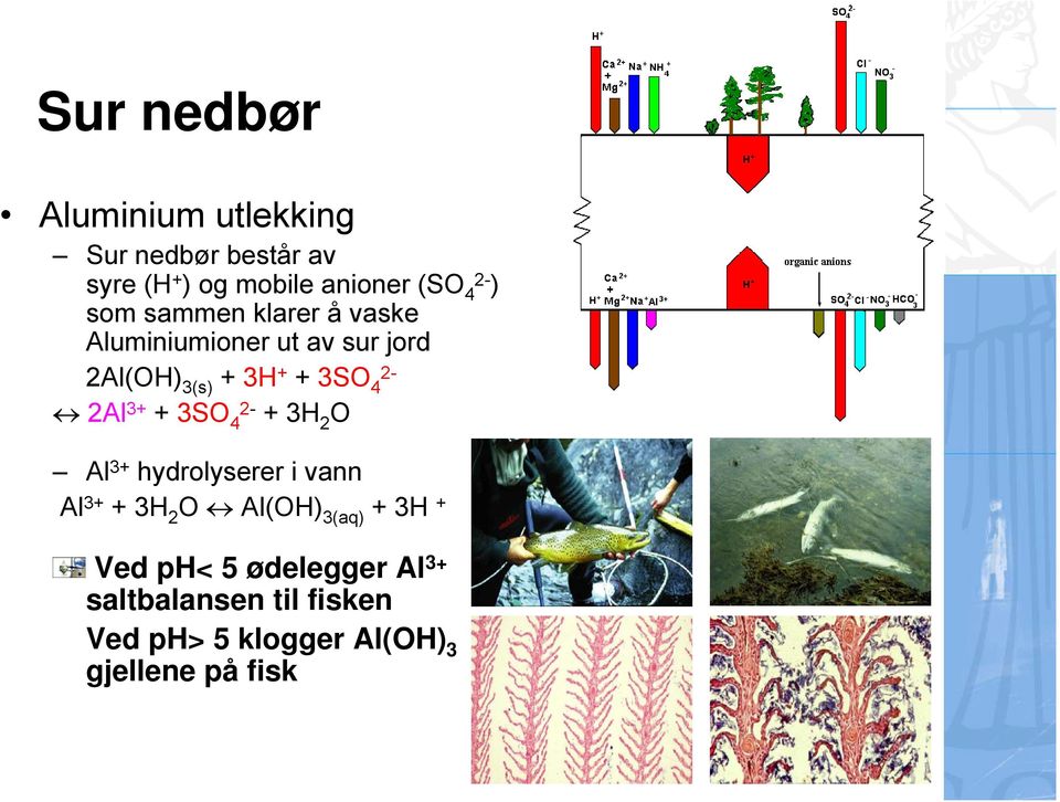 2-2Al 3+ + 3SO 4 2- + 3H 2 O Al 3+ hydrolyserer i vann Al 3+ + 3H 2 O Al(OH) 3(aq) + 3H +