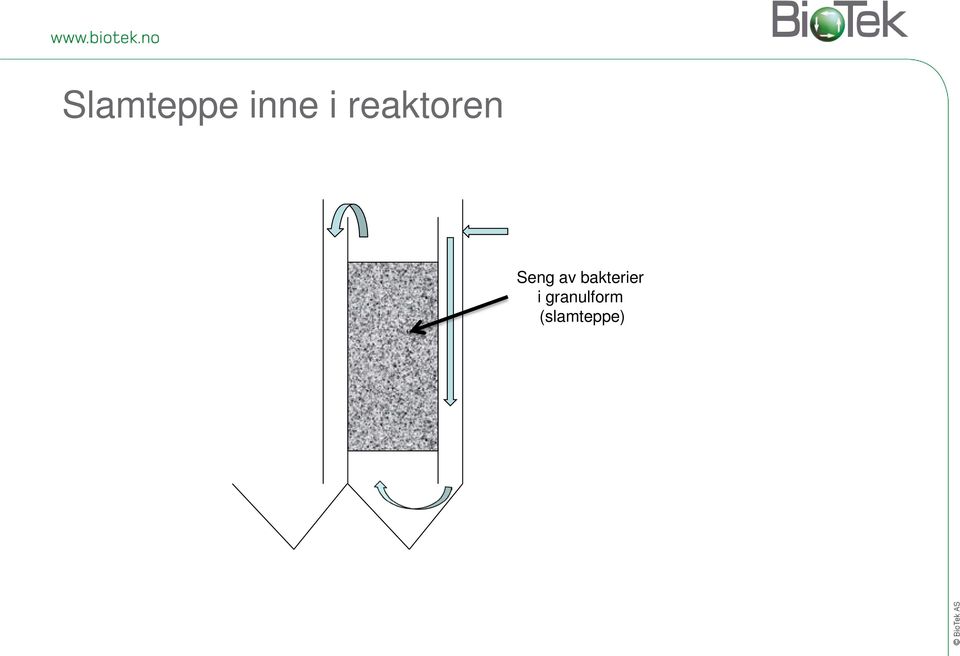 bakterier i