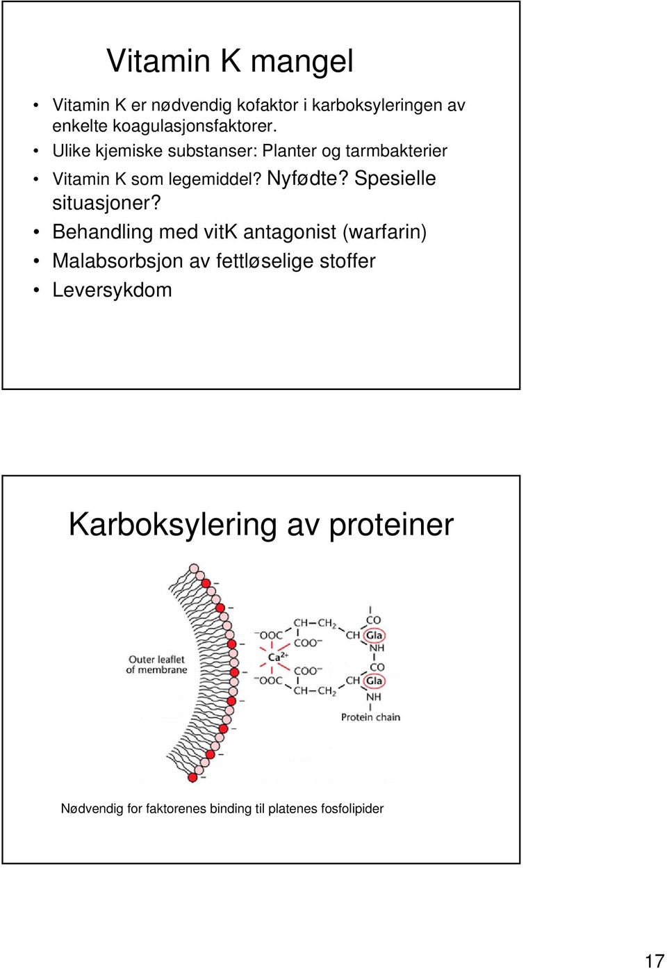 Ulike kjemiske substanser: Planter og tarmbakterier Vitamin K som legemiddel? Nyfødte?