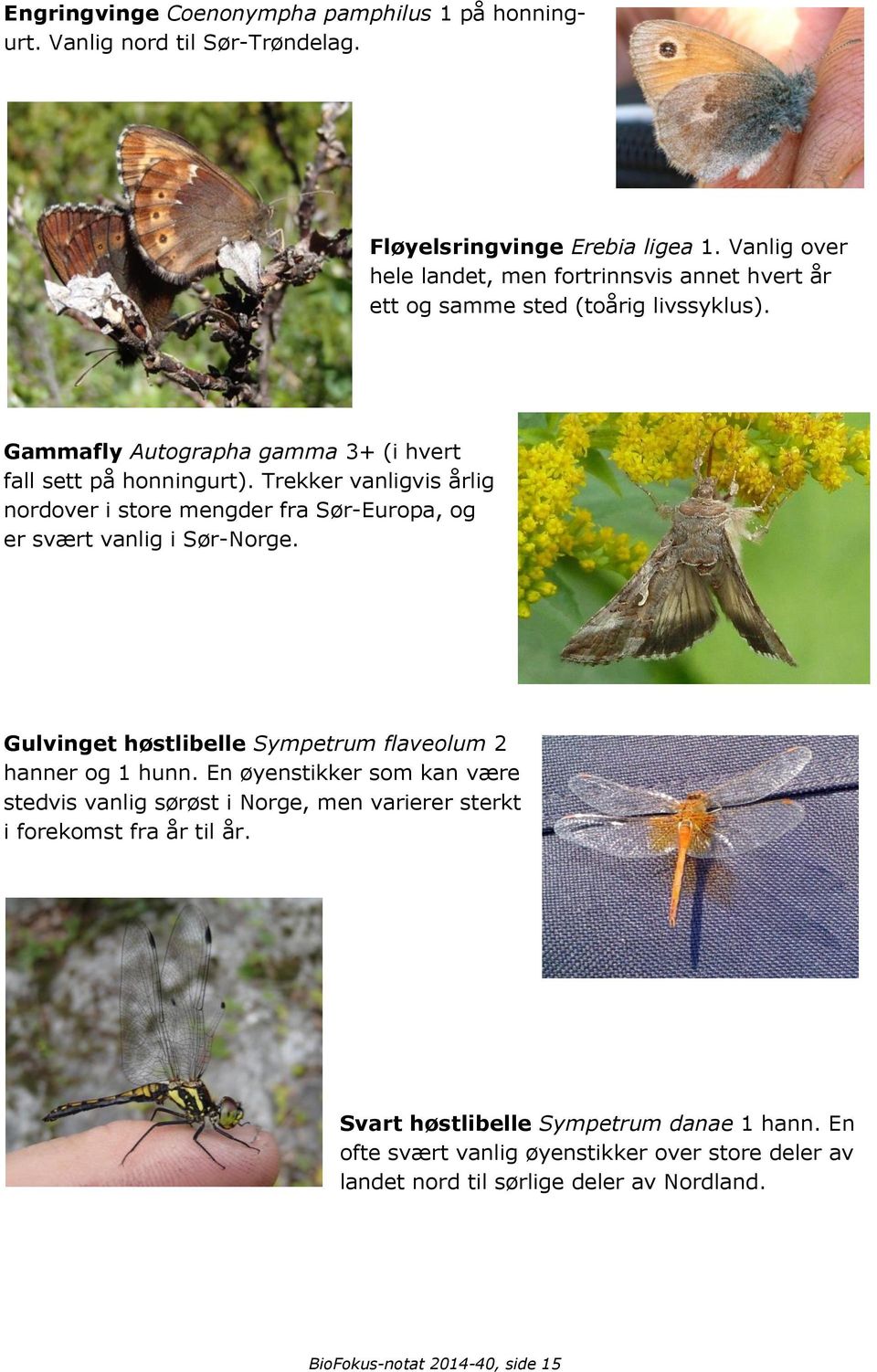 Trekker vanligvis årlig nordover i store mengder fra Sør-Europa, og er svært vanlig i Sør-Norge. Gulvinget høstlibelle Sympetrum flaveolum 2 hanner og 1 hunn.