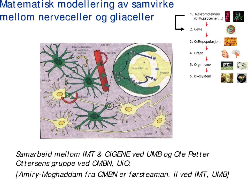 CIGENE ved UMB og Ole Petter Ottersens gruppe ved