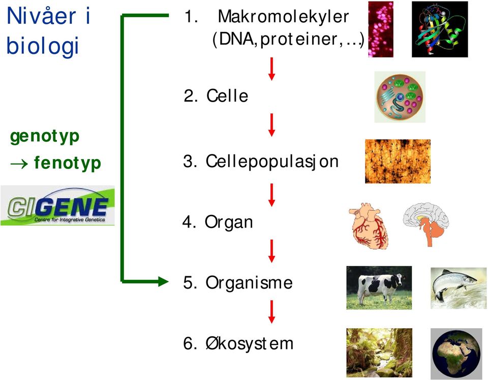 2. Celle genotyp fenotyp 3.