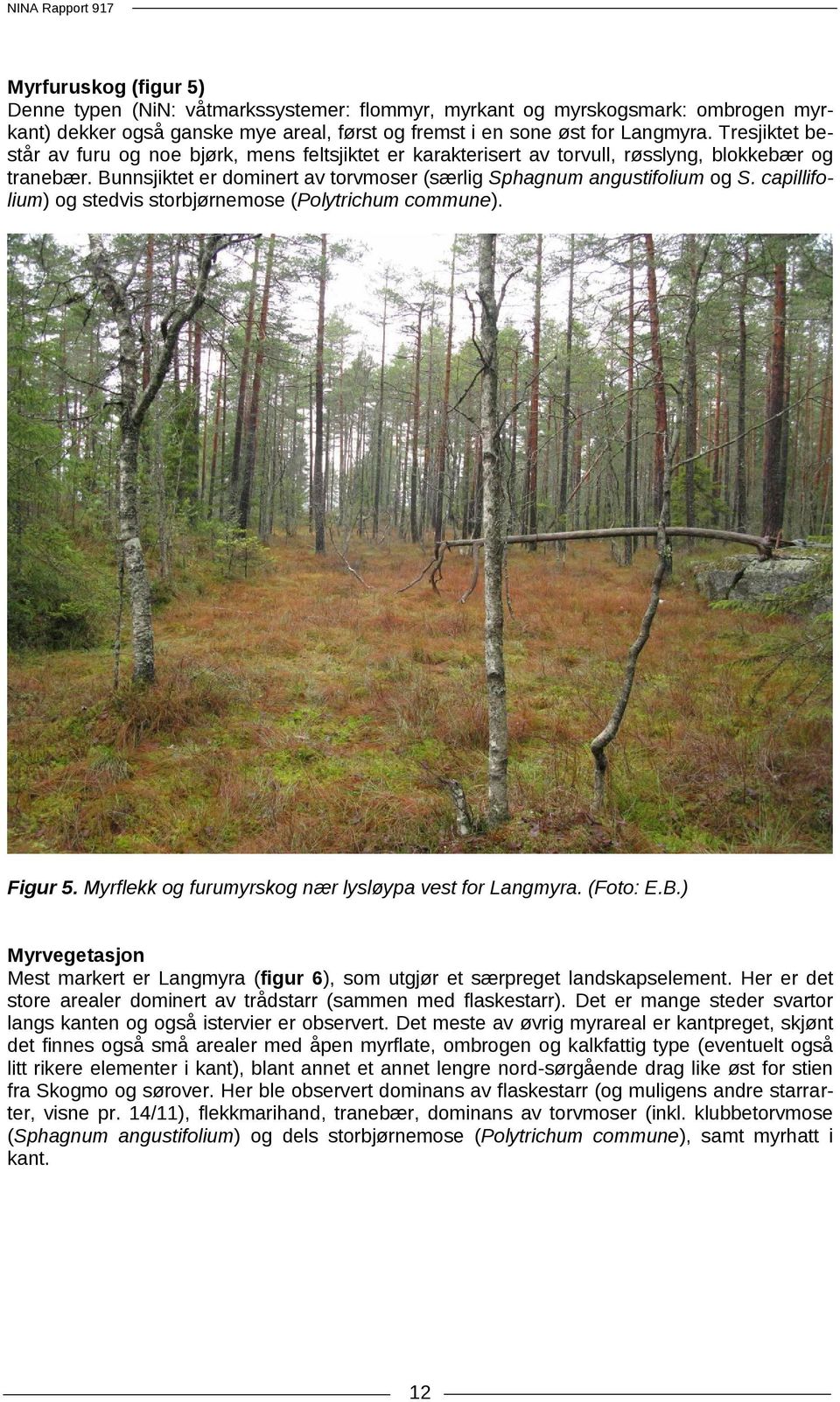 capillifolium) og stedvis storbjørnemose (Polytrichum commune). Figur 5. Myrflekk og furumyrskog nær lysløypa vest for Langmyra. (Foto: E.B.