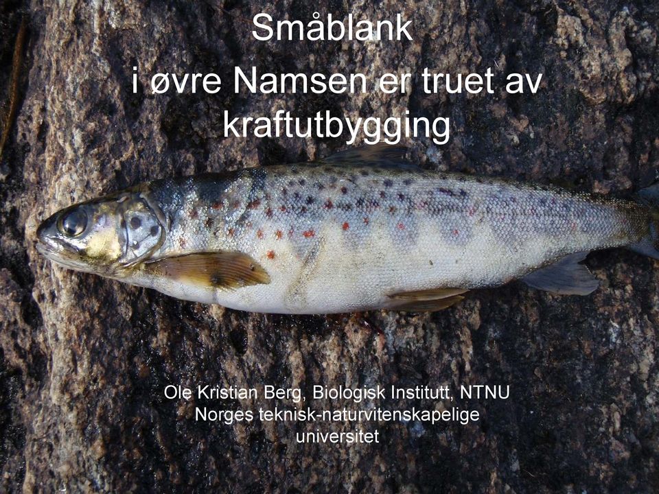 Biologisk Institutt, NTNU Norges