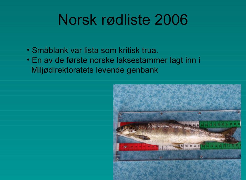 En av de første norske laksestammer