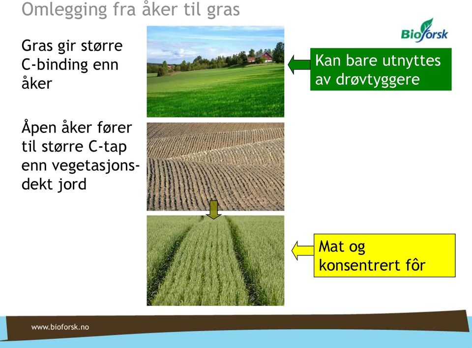 drøvtyggere Åpen åker fører til større