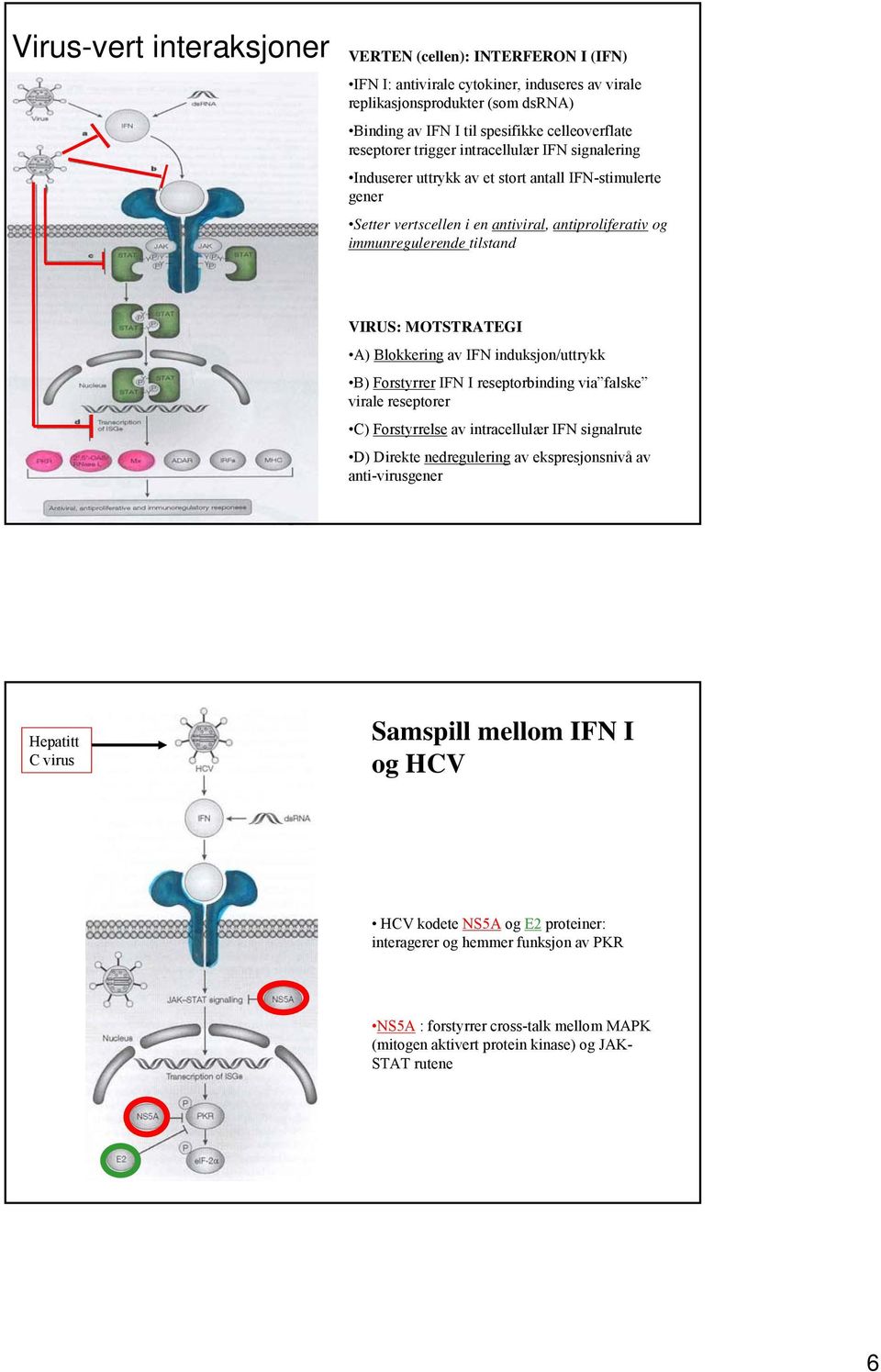 MOTSTRATEGI A) Blokkering av IFN induksjon/uttrykk B) Forstyrrer IFN I reseptorbinding via falske virale reseptorer C) Forstyrrelse av intracellulær IFN signalrute D) Direkte nedregulering av