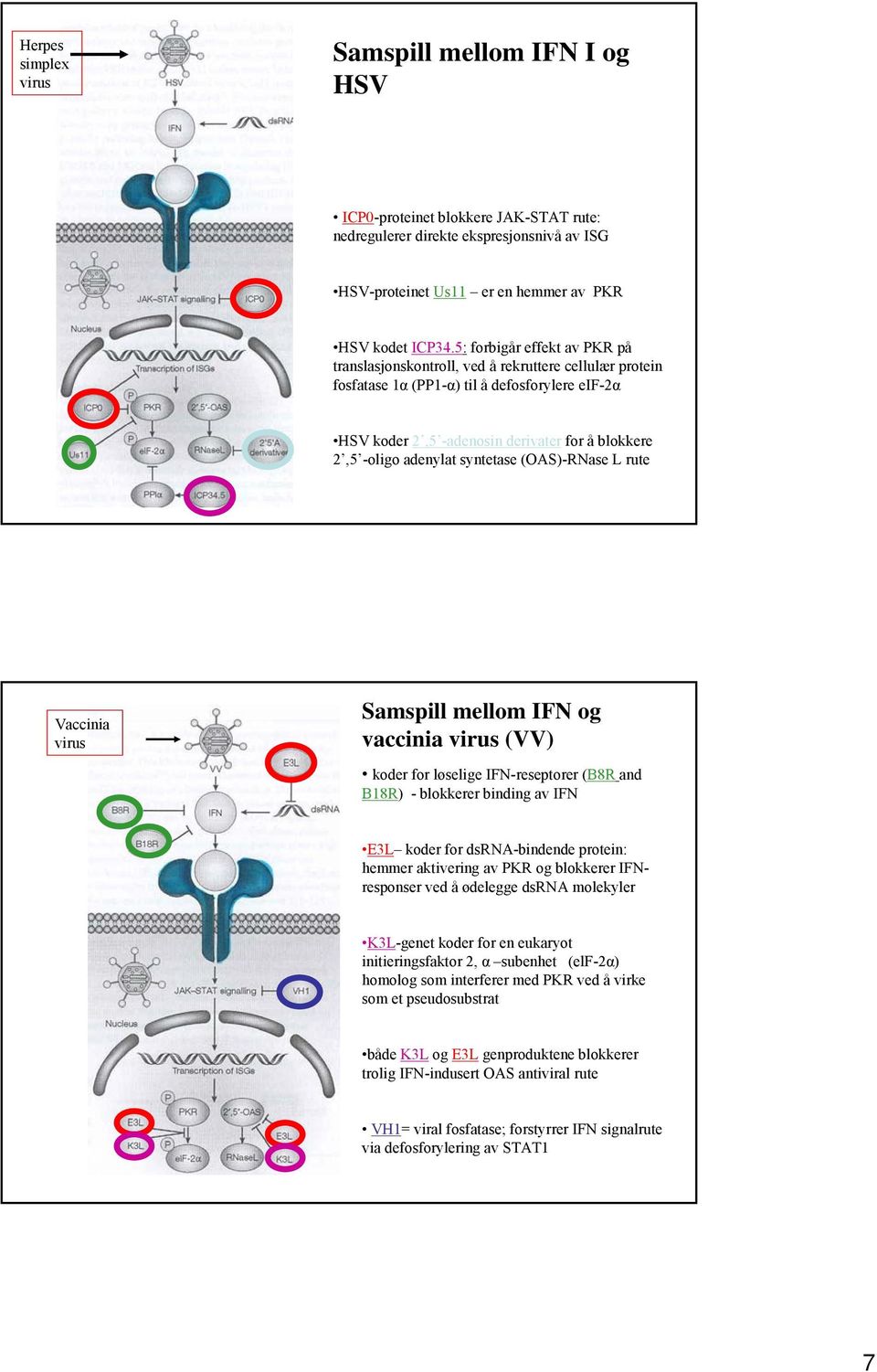 adenylat syntetase (OAS)-RNase L rute Vaccinia virus Samspill mellom IFN og vaccinia virus (VV) koder for løselige IFN-reseptorer (B8R and B18R) - blokkerer binding av IFN E3L koder for