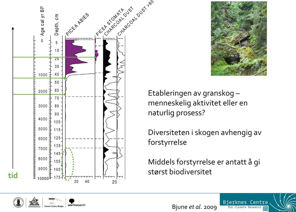 Diversiteten i skogen avhengig av forstyrrelse