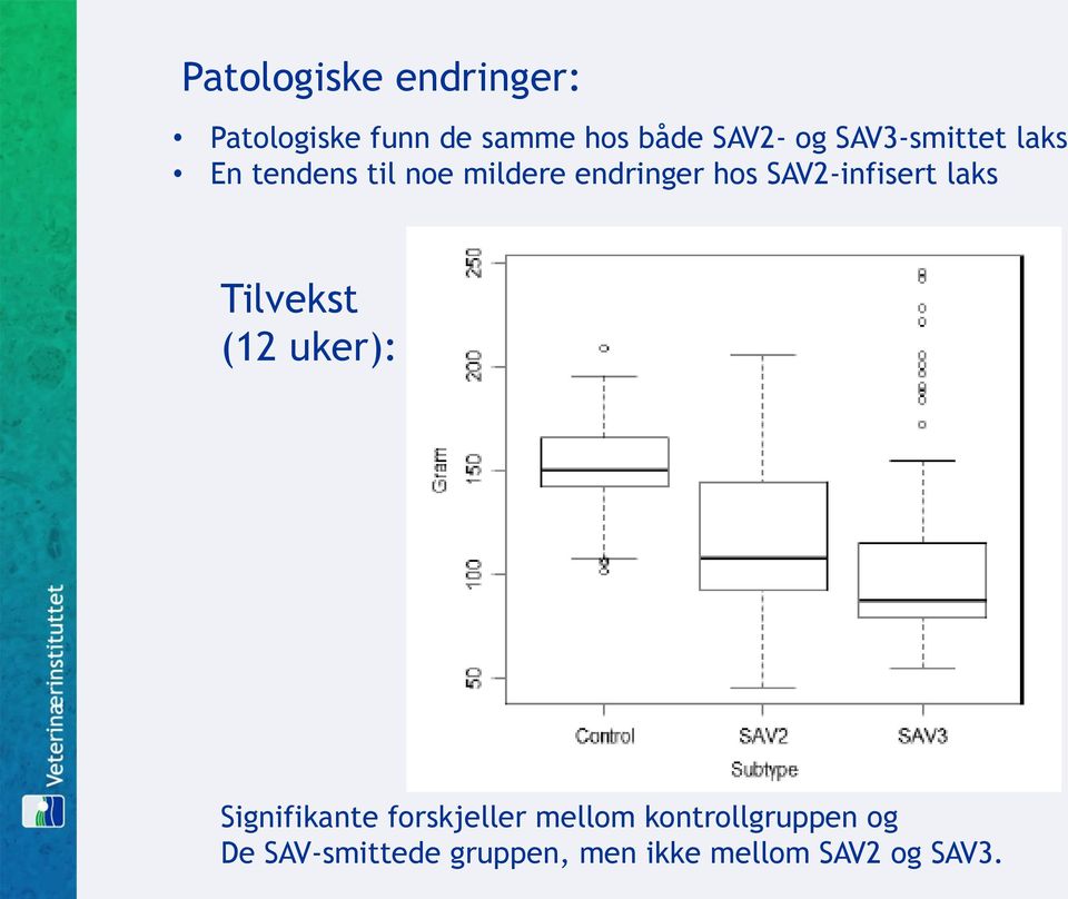 SAV2-infisert laks Tilvekst (12 uker): Signifikante forskjeller