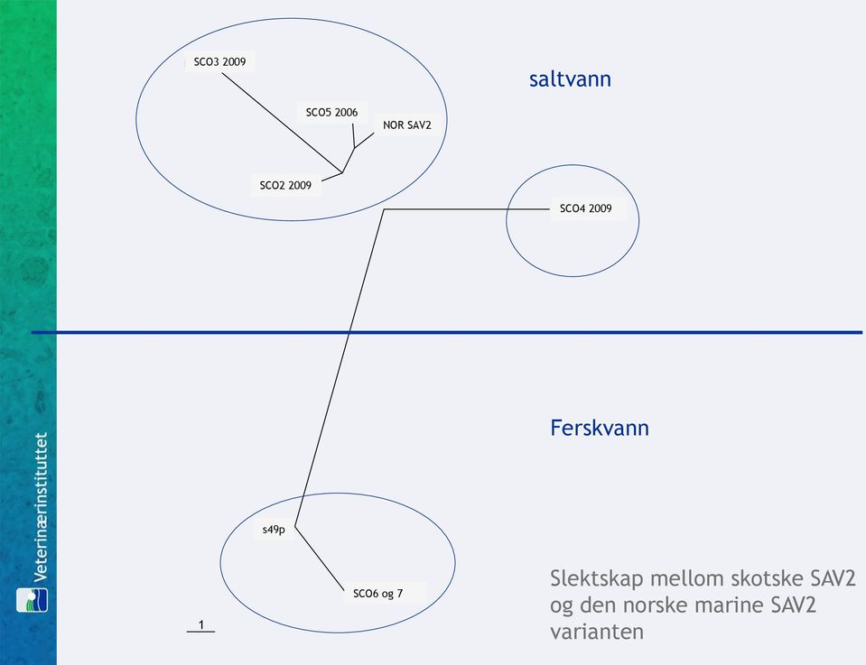 2009 Ferskvann s49p S49p 1 SCO6 og 7 SCO6 7