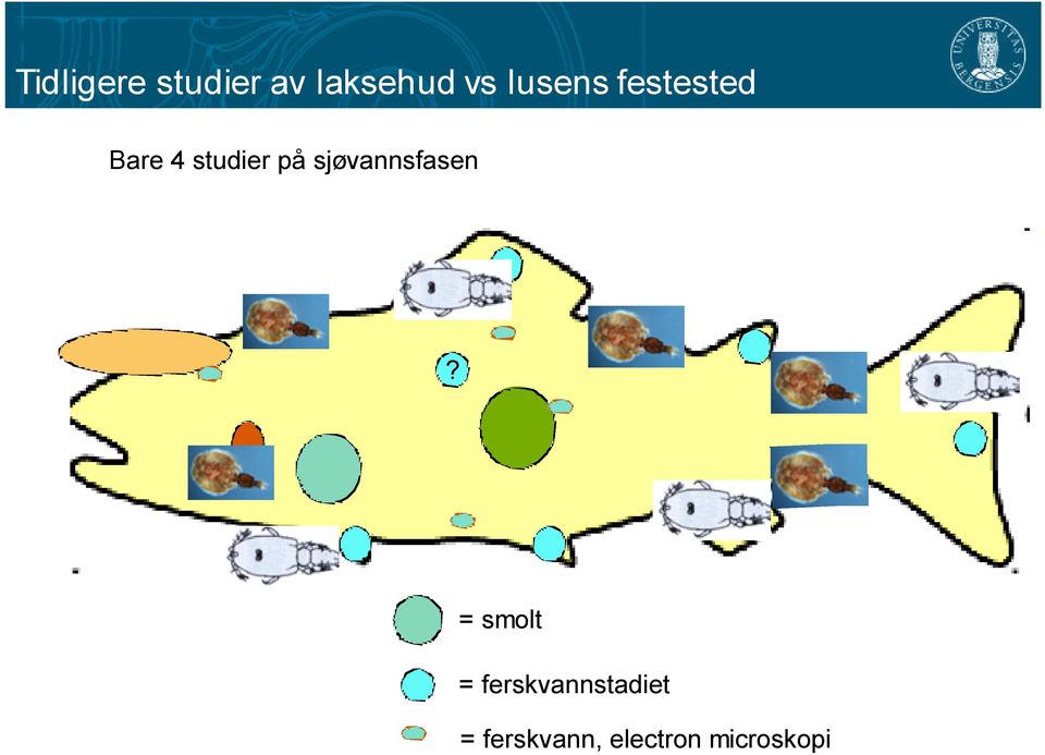 sjøvannsfasen?