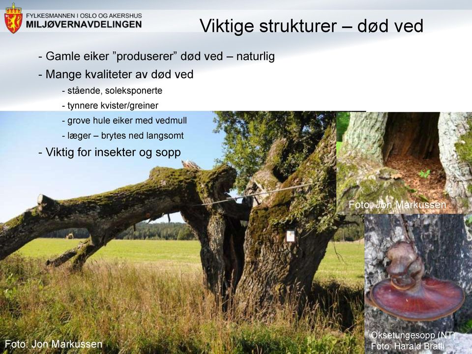 - læger brytes ned langsomt - Viktig for insekter og sopp Viktige strukturer