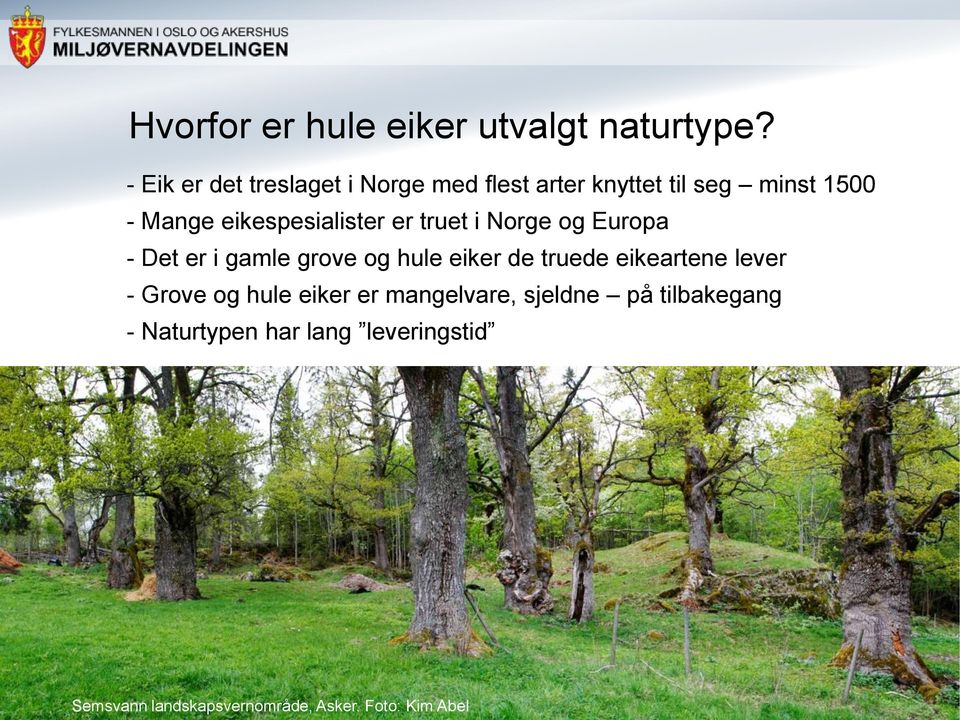 eikespesialister er truet i Norge og Europa - Det er i gamle grove og hule eiker de truede