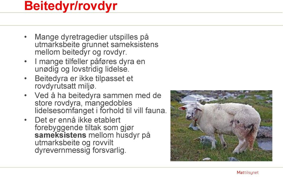 Ved å ha beitedyra sammen med de store rovdyra, mangedobles lidelsesomfanget i forhold til vill fauna.