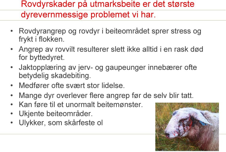 Angrep av rovvilt resulterer slett ikke alltid i en rask død for byttedyret.