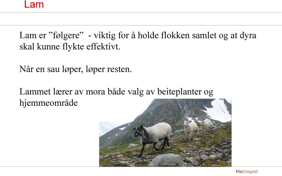 Når en sau løper, løper resten.