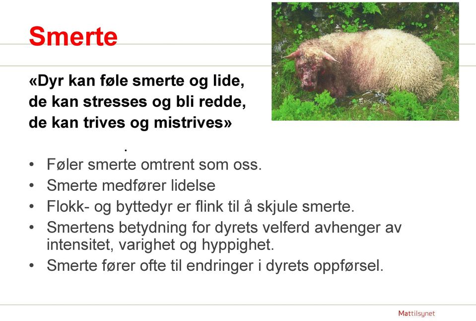 Smerte medfører lidelse Flokk- og byttedyr er flink til å skjule smerte.