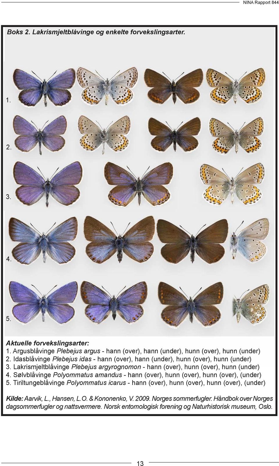 Lakrismjeltblåvinge Plebejus argyrognomon - hann (over), hunn (over), hunn (under) 4. Sølvblåvinge Polyommatus amandus - hann (over), hunn (over), hunn (over), (under) 5.