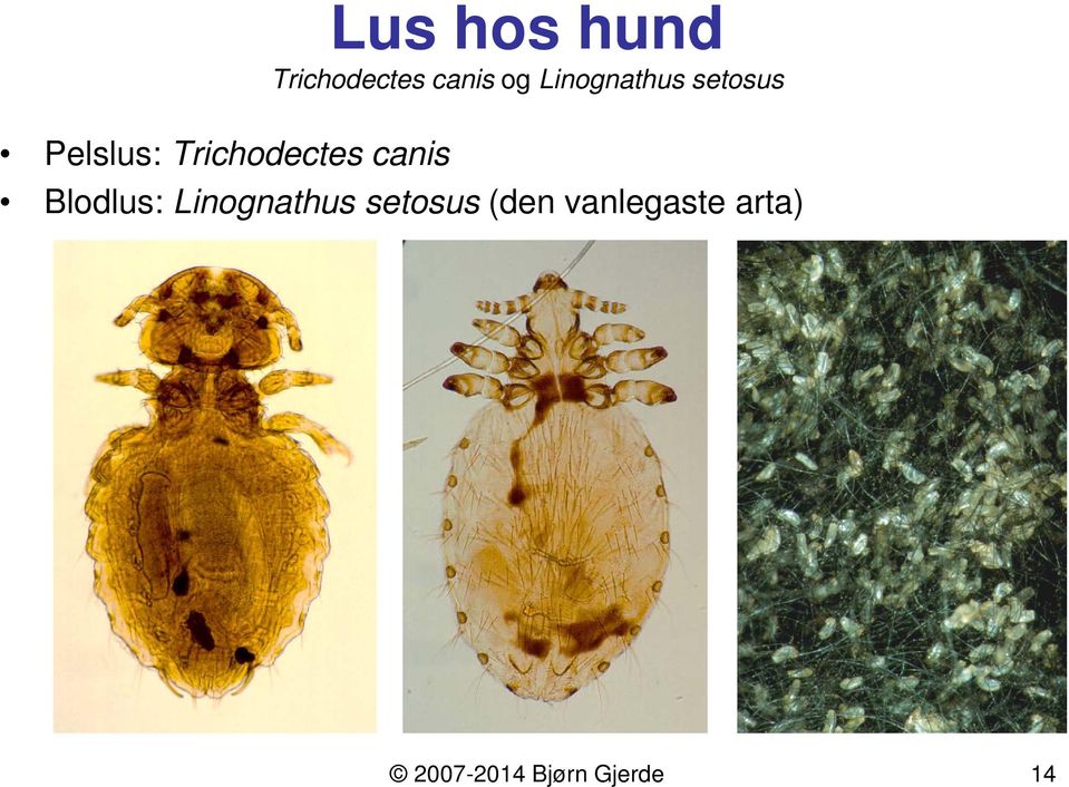 Arthropoda: Insecta. av Bjørn Gjerde Bjørn Gjerde 1 - PDF Free Download