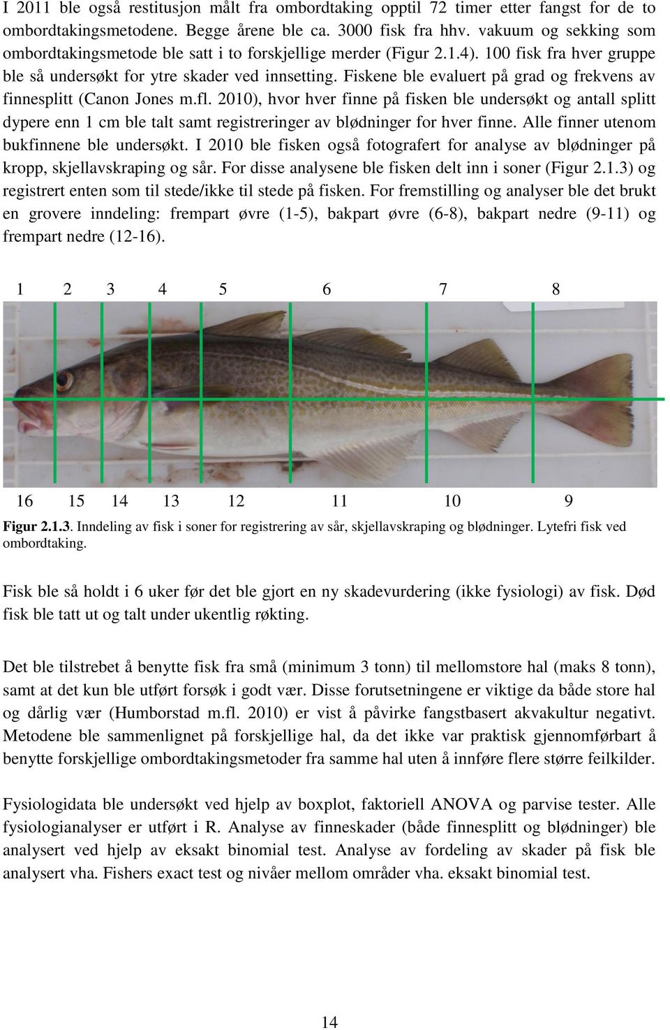 Fiskene ble evaluert på grad og frekvens av finnesplitt (Canon Jones m.fl.