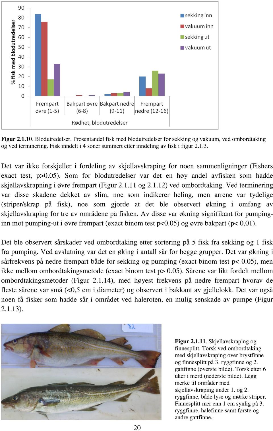 Som for blodutredelser var det en høy andel avfisken som hadde skjellavskrapning i øvre frempart (Figur 2.1.11 og 2.1.12) ved ombordtaking.