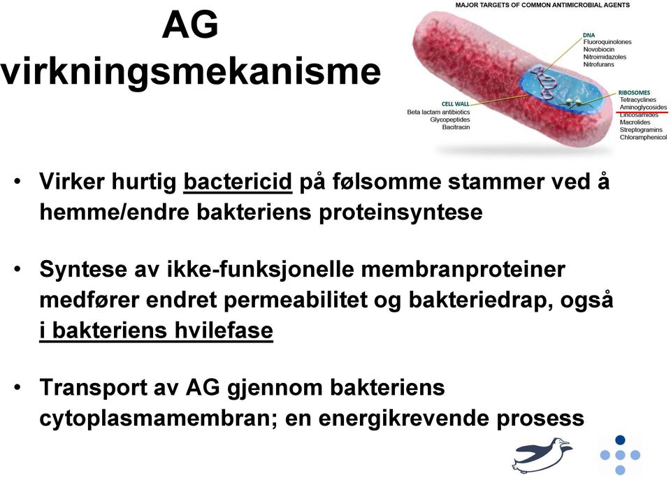 membranproteiner medfører endret permeabilitet og bakteriedrap, også i