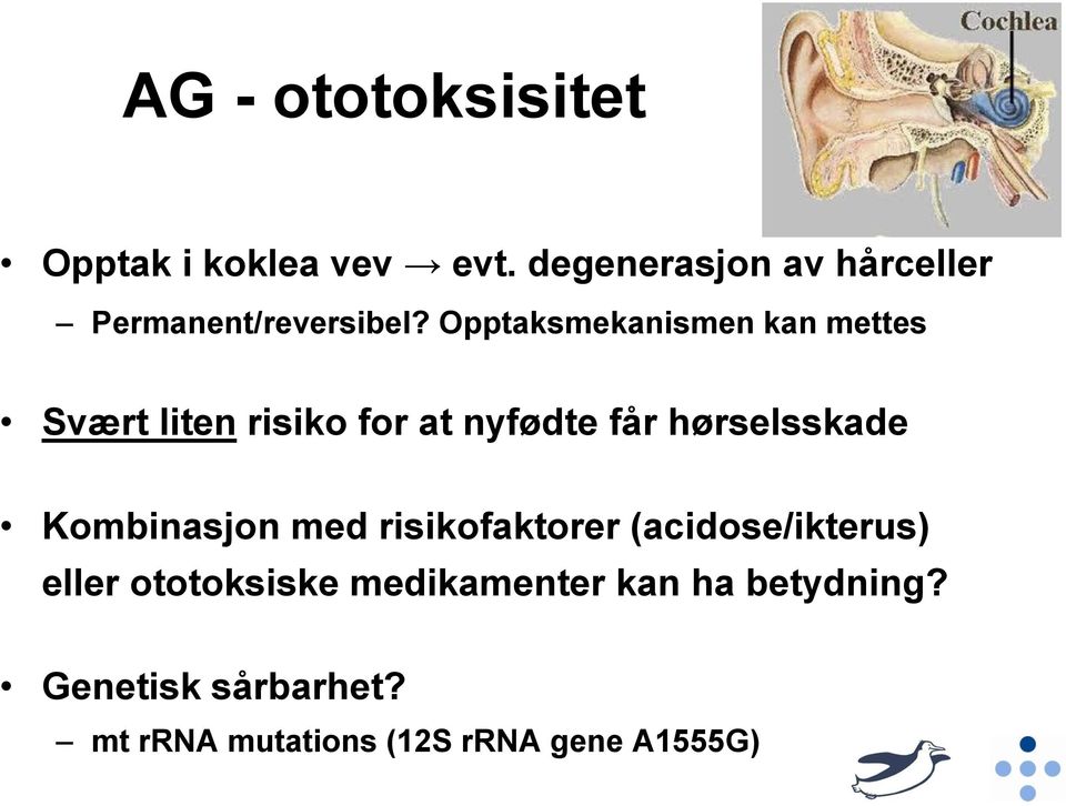 Opptaksmekanismen kan mettes Svært liten risiko for at nyfødte får hørselsskade