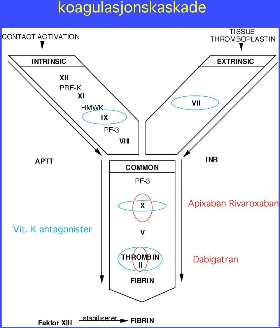 VIII VII APTT COMMON PF-3 INR X Apixaban Rivaroxaban Vit.