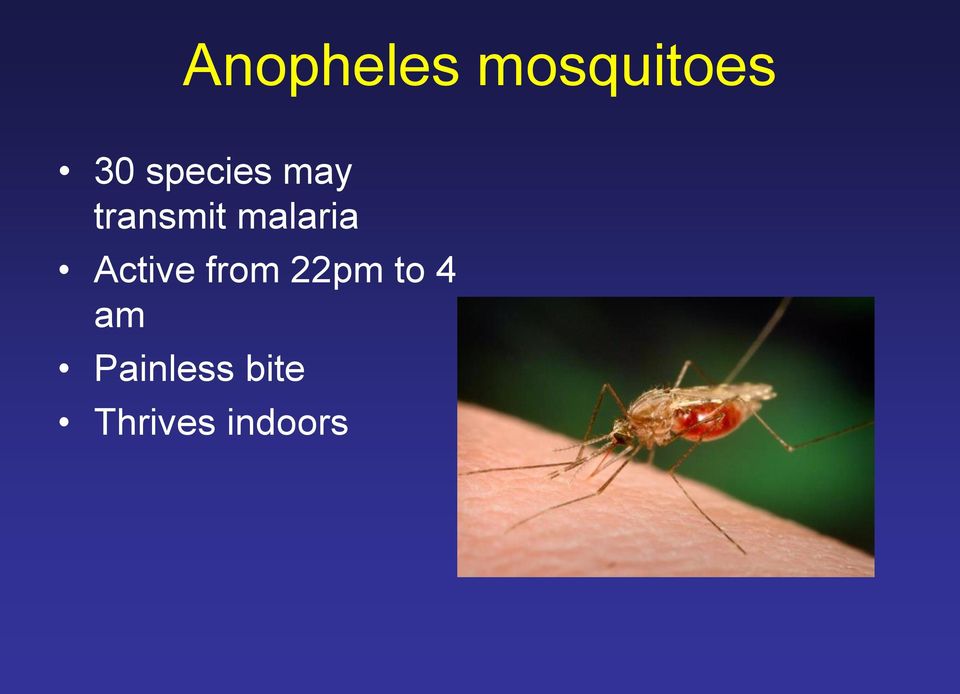 malaria Active from 22pm