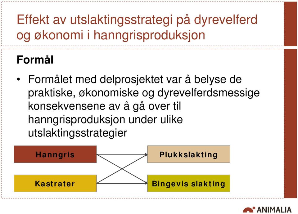 dyrevelferdsmessige konsekvensene av å gå over til hanngrisproduksjon under