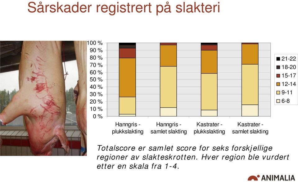 Kastrater - plukkslakting Kastrater - samlet slakting Totalscore er samlet score for