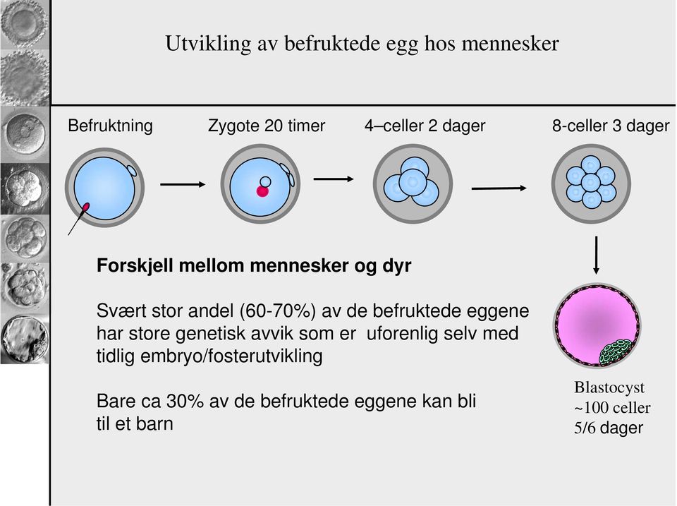 befruktede eggene har store genetisk avvik som er uforenlig selv med tidlig