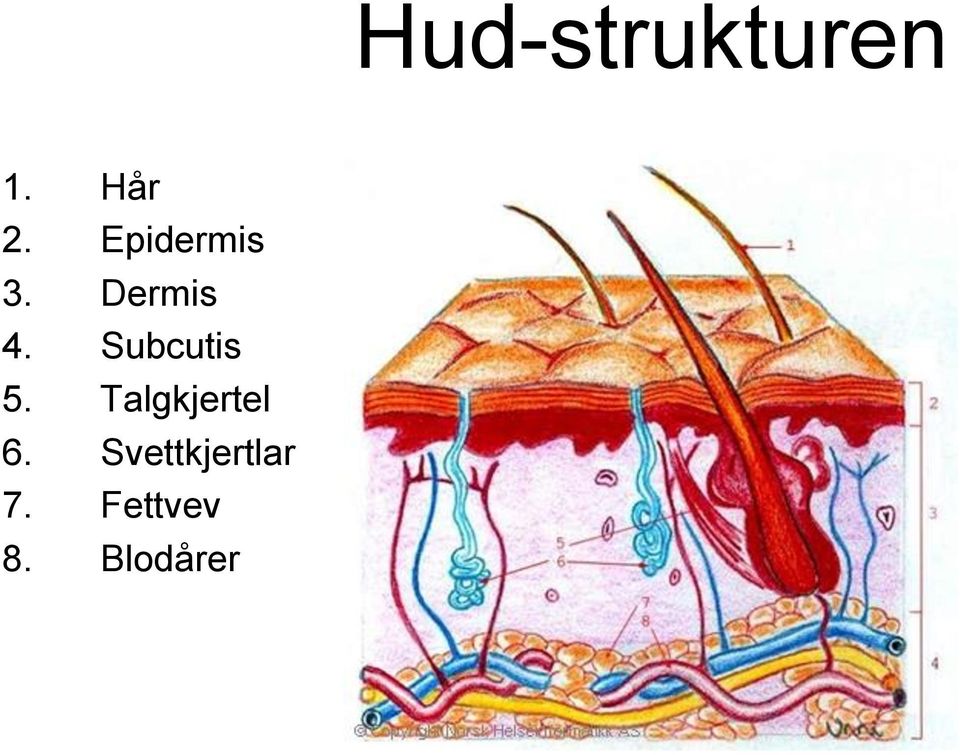 Subcutis 5. Talgkjertel 6.