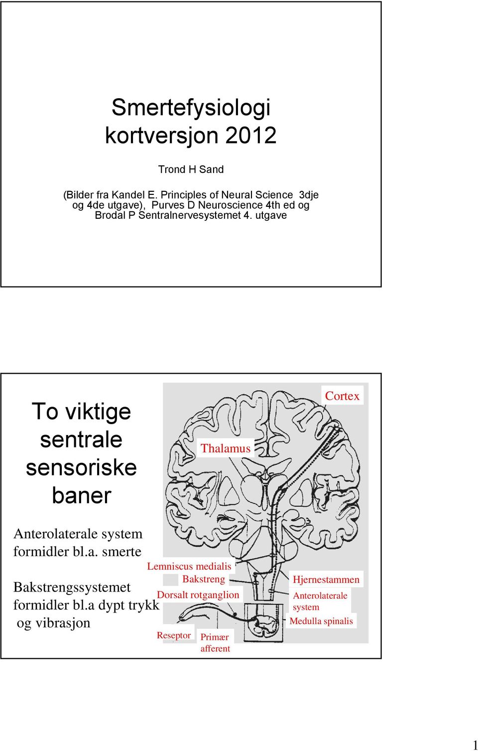 utgave To viktige sentrale sensoriske baner Thalamus Cortex Anterolaterale system formidler bl.a. smerte Bakstrengssystemet formidler bl.